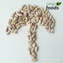 Large Wholesale Pinto Beans In China